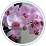 Дизайн лестницы вдохновлен цветущей орхидеей